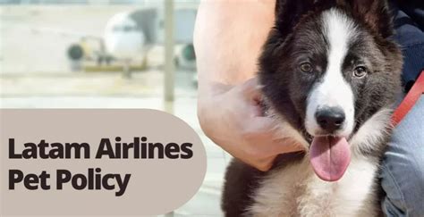 latam cabin pet restrictions.